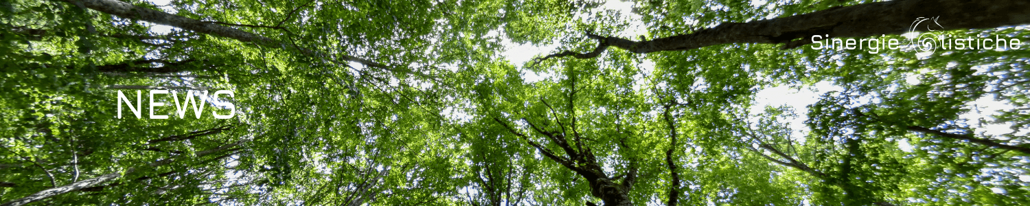 Forest Bathing